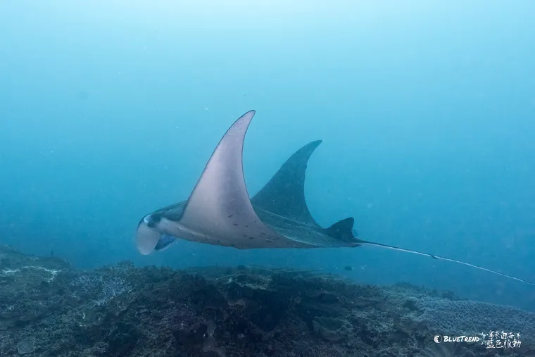 【印尼 峇里島】21～29度的瘋狂水溫！峇里島潛水就是要看 Manta、Mola 大物 feat. 海島瘋