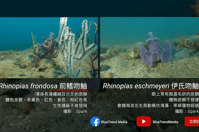 【海洋博物誌】猜猜看，這是前鰭吻鮋 還是 伊氏吻鮋？