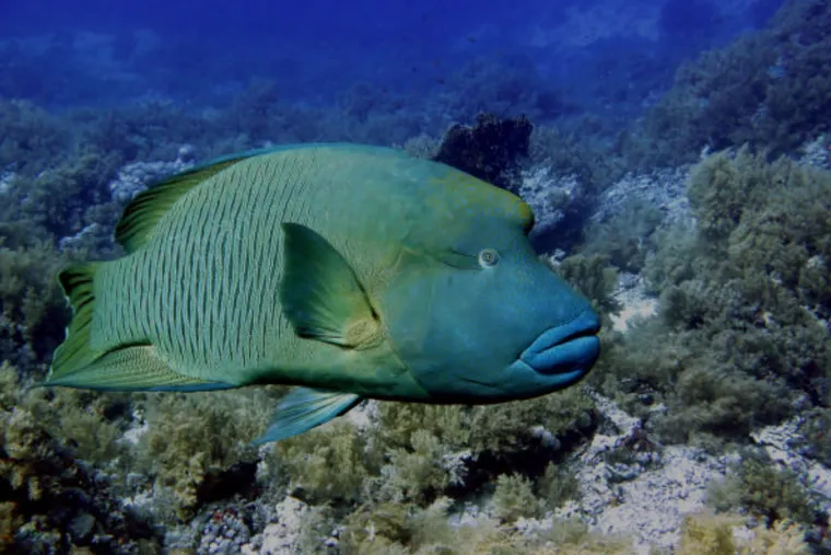 獵捕蘇眉魚「用釣的」無罪，瀕臨物種保衛戰，法與罰難在哪？