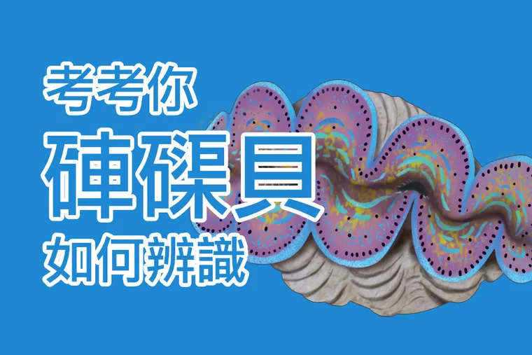 【布魯小教室】海洋保育動物再升級！臺灣常見的3種硨磲貝，你有辦法辨識他們嗎