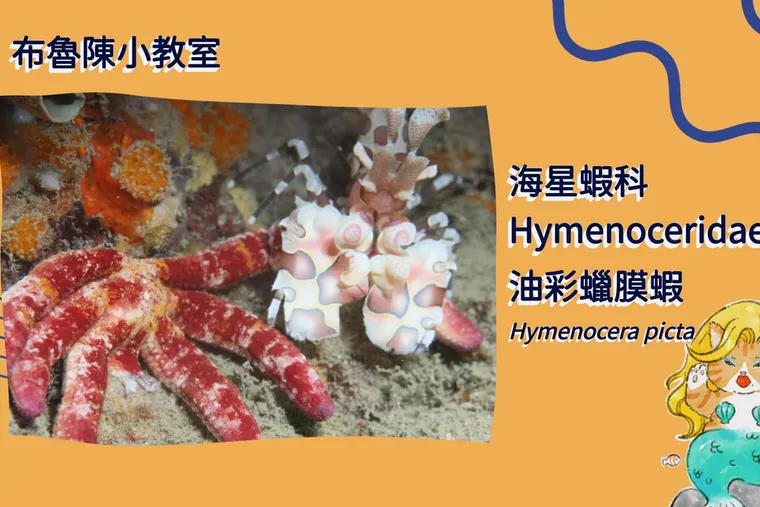 【布魯小教室】海星殺手、最毒美蝦，一生專情的油彩蠟膜蝦