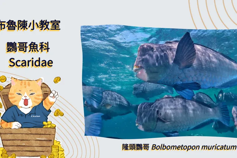 【布魯小教室】海中變色龍？珊瑚好盟友 - 一生會性別轉換的鸚哥魚