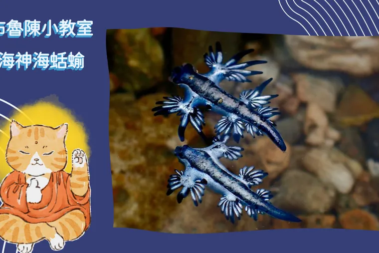 【布魯小教室】有毒勿碰！漂流的夢幻藍天使-海神海蛞蝓