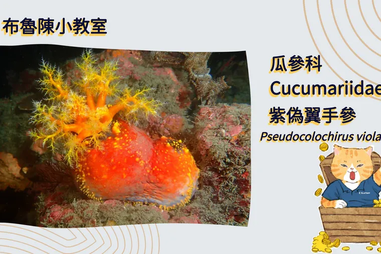 【布魯小教室】最美海參-海蘋果，竟是海中的隱藏核彈？