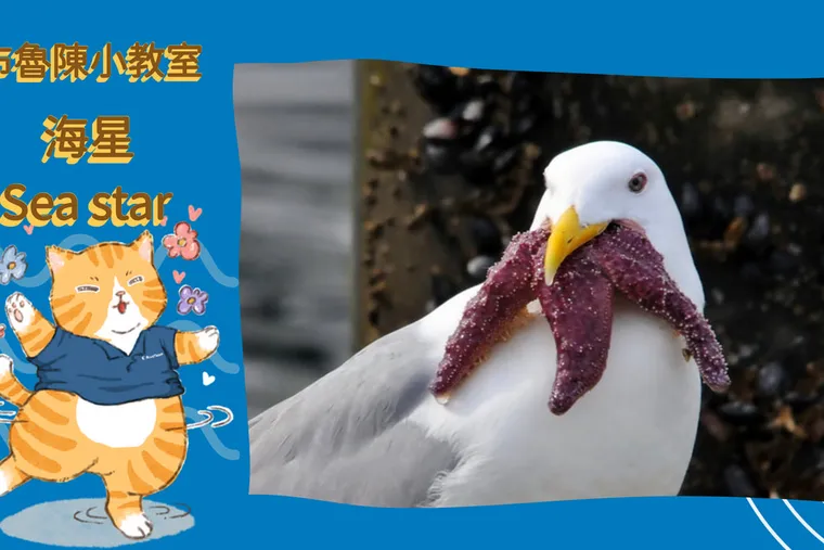 【布魯小教室】不開心就斷手？海底最任性的生物海星，天敵竟然是海鷗？！