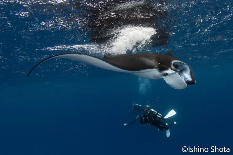 冬天在石垣島潛水與 Manta 相遇-Japan Underwater Odyssey