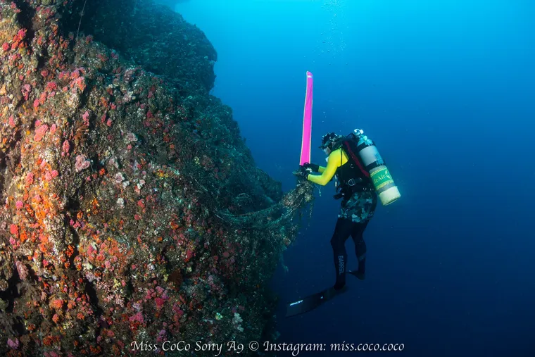 【魚苗放流、淨海停看聽 】你確定你是放生，還是殺生？！魚苗放流、淨海前該具備的觀念