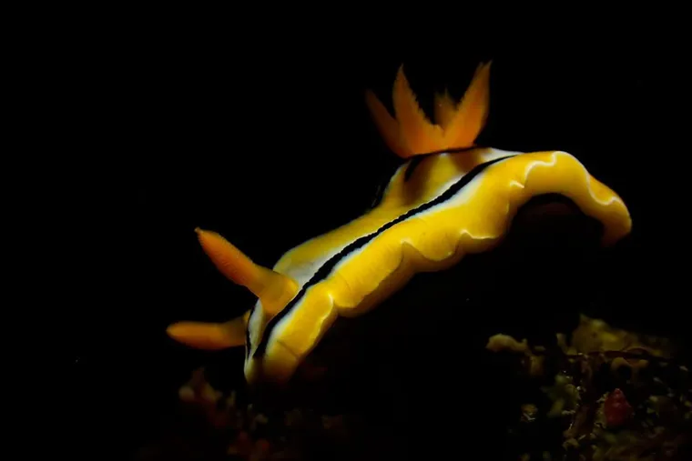 【海夏Dive Inn講堂】教你如何使用Olympus TG系列拍出黑背微距質感照