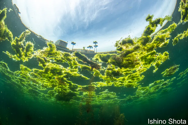日本春季潛點：鹿兒島的海藻林探險 - Japan Underwater Odyssey