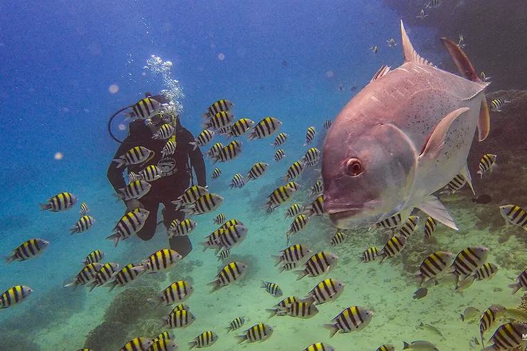 造訪墾丁潛水必看三寶：大牛、火焰貝、梭魚風暴看到飽
