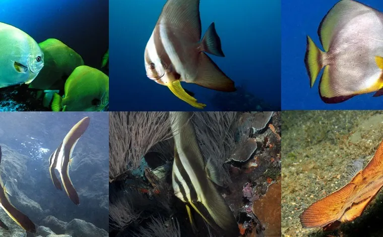 【布魯小教室】圓眼燕魚、尖翅燕魚傻傻分不清？4大天王燕魚分類一次搞定！