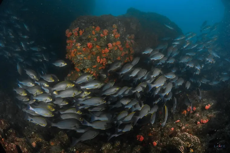 潛水遇見流！遇見洗衣機流、下降流、3節流你該怎麼辦？潛水安全你該注意的6件事