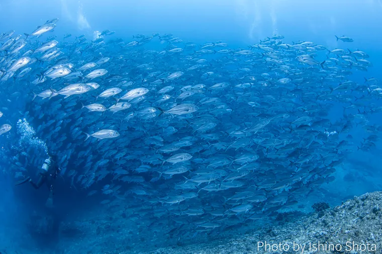五月粟國島：大眼鰺帶來的驚奇風暴 – Japan Underwater Odyssey