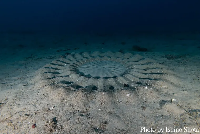 奄美星空河豚的愛：短暫而美麗的求偶儀式 – Japan Underwater Odyssey