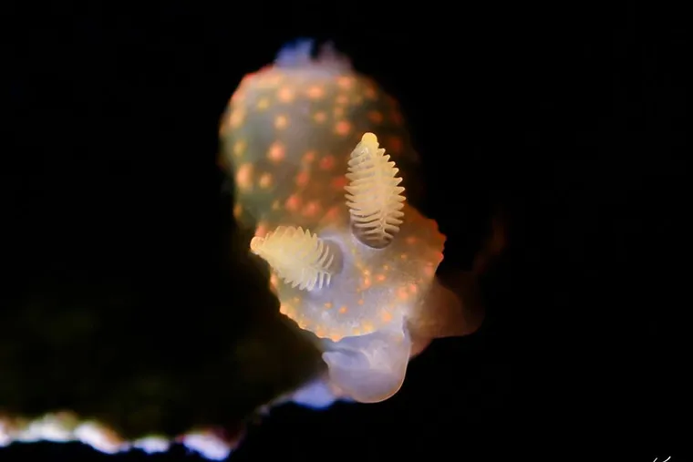 【海夏Dive Inn講堂】如何簡單拍出乾淨背景--(避光篇)