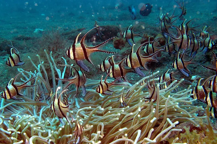 水族貿易的犧牲品，考氏鰭竺鯛數量驟減90% 美國擬禁進出口