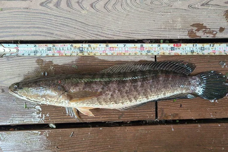鳥松濕地外來魚種肆虐，高雄鳥會發釣魚證「請支援釣魚！」