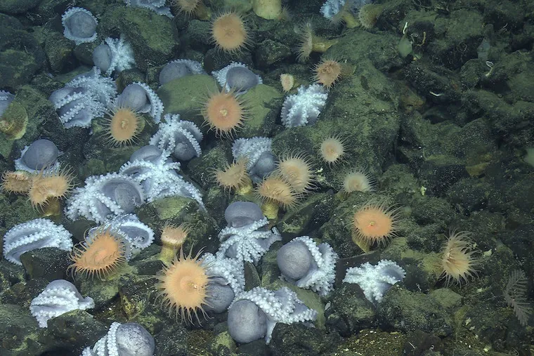 科學家發現加州深海「章魚花園」 逾2萬隻章魚群聚海底溫泉創造生態綠洲