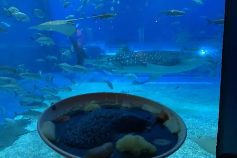 【日本｜沖繩陸遊】與鯨鯊一起在 Ocean Blue 喝下午茶，沖繩美麗海水族館必知 5 大攻略