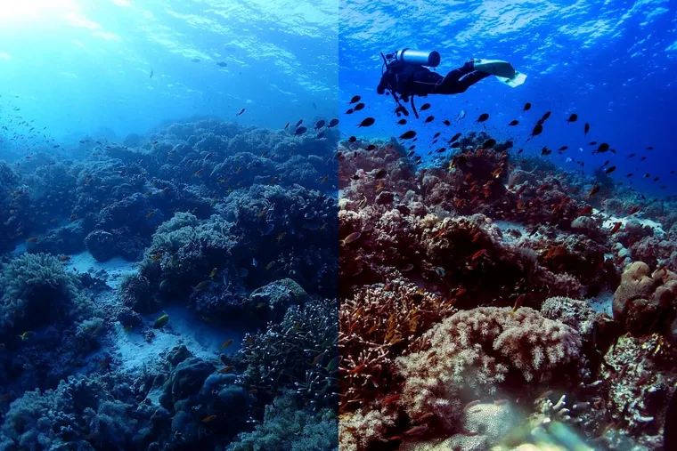 水攝的最後一哩路 - 後製的奇幻魅力（Photoshop遮色片使用）