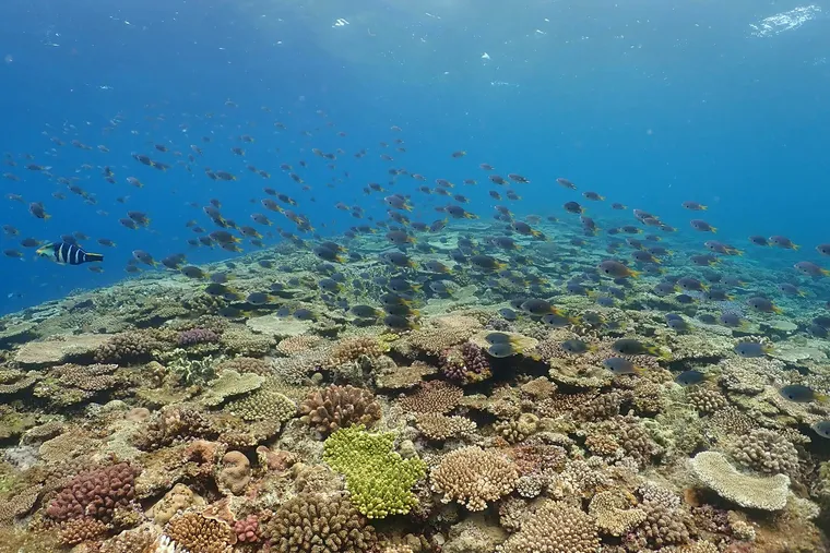 探洞、鯊魚、美麗珊瑚礁，私房沖繩潛點大解密-万座毛