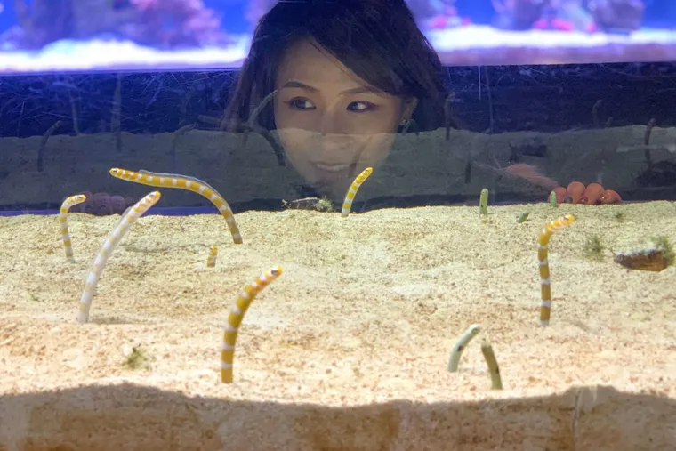隱藏在日本東京晴空塔下的墨田水族館，親子東京購物後的 1 去處
