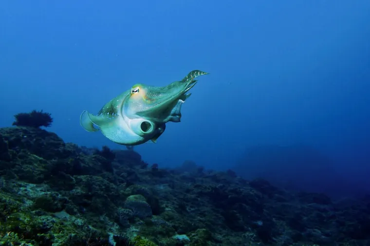 【布魯小教室】由頭足類動物圖鑑來認識章魚媽媽產卵的傳奇一生