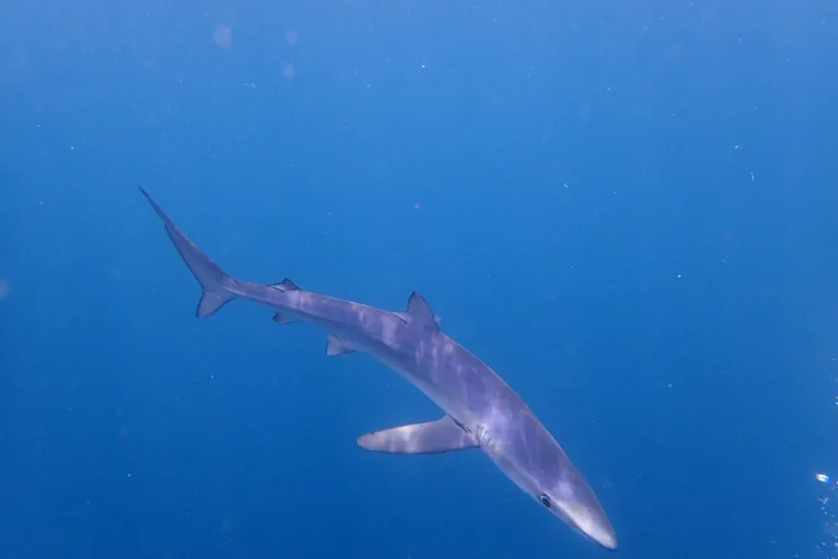 1 支氣瓶體驗被鯊魚環繞-開普敦大青鯊魚潛水 Blue Shark Diving in Cape Town