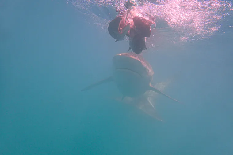 挑戰人類心跳的極限，1 次南非鯊魚籠子潛水驚悚體驗 Shark Cage Diving in Gansbaai South Africa