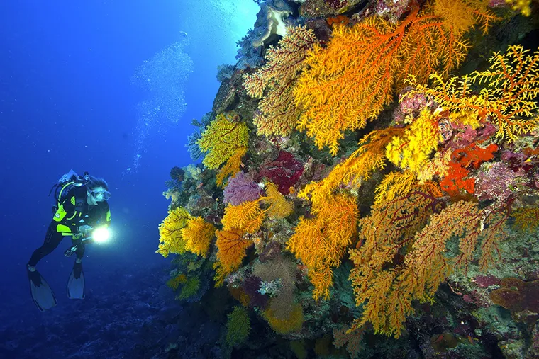 珊瑚海不只在周杰倫歌裡！澳洲 Coral Sea 船宿潛水 10 大頂級潛點
