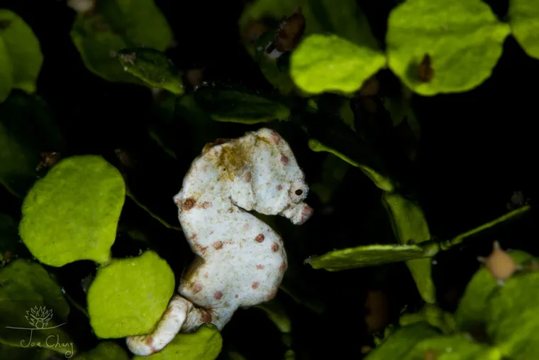 拍豆丁海馬不厲害，拍到豆丁海馬便便才稀奇！