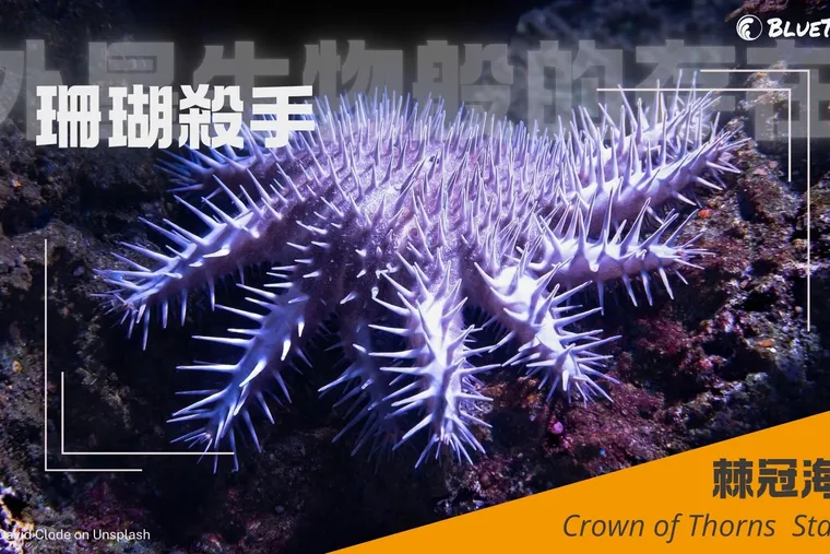 【珊瑚殺手降臨東沙環礁】棘冠海星大爆發！外星生物般的存在