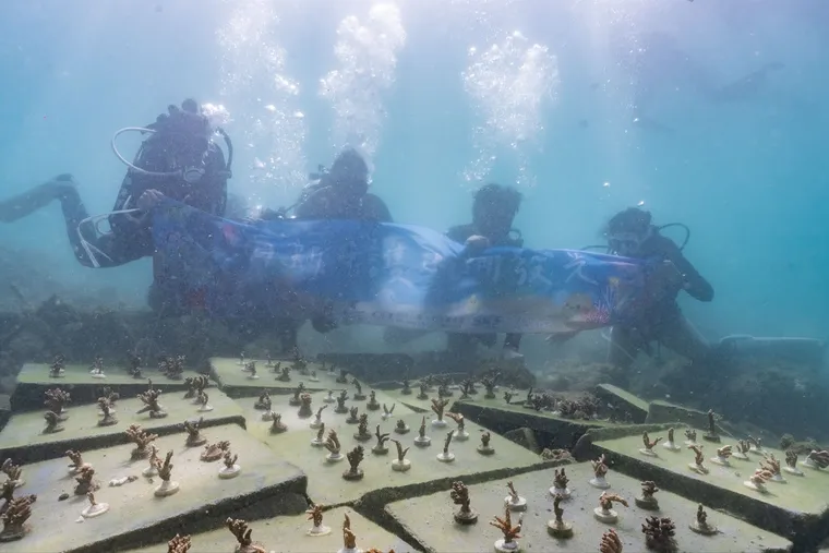 澎湖生物炭珊瑚復育磚實錄，讓潛水也能參與的永續韌性旅遊