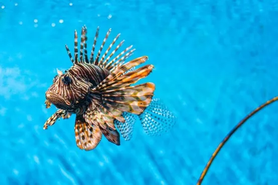 外來入侵種變成餐桌美味？地中海嘗試「吃掉」獅子魚危機