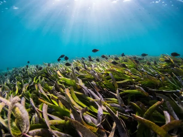 海洋裡的「草原」消失中？海草床對氣候為何重要？