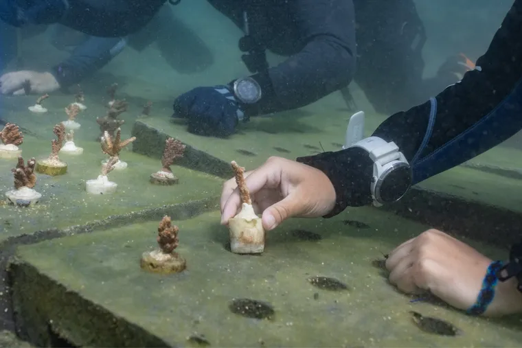 碳匯怎麼算？澎湖生物炭珊瑚復育磚，看懂台灣自願減碳與國際碳移除認證的差別