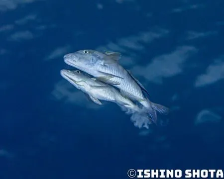【日本｜沖繩本島潛水】多帶海緋鯉的繁殖行為超高速的秘技！美麗的體色變化-令人注目的海緋鯉求偶行為