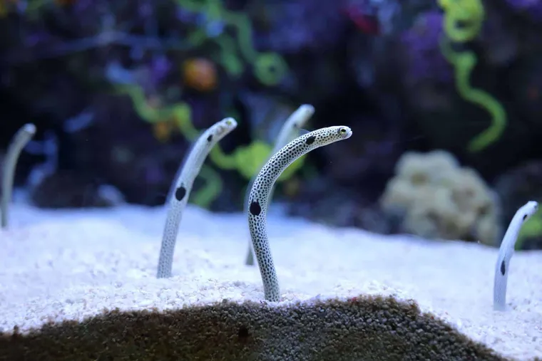 【布魯小教室】花園鰻、小丑魚好可愛！不要因為你的觀賞慾望，成為無知的殺生者之1