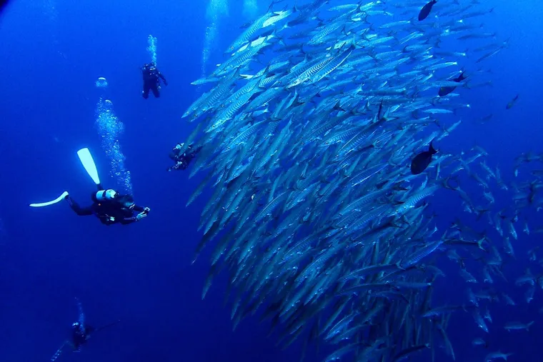【台灣女子的沖繩潛水秘境】日本潛水雜誌「Marine Diving」最強潛點「トライアングル」第 1 手資訊 - Triangle
