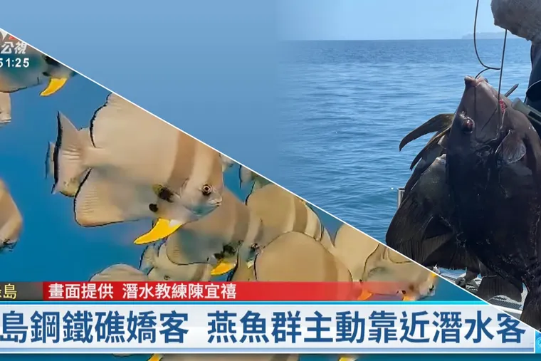 一隻燕魚能帶來多少價值？人工魚礁能打魚嗎？基隆鋼鐵礁潛水客帶魚槍下海，法條一次看清楚