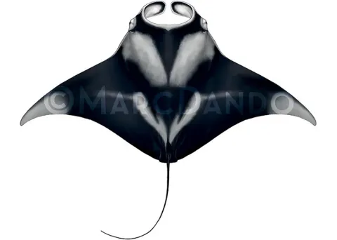 大西洋鬼蝠魟 Mobula yarae 背面辨識圖