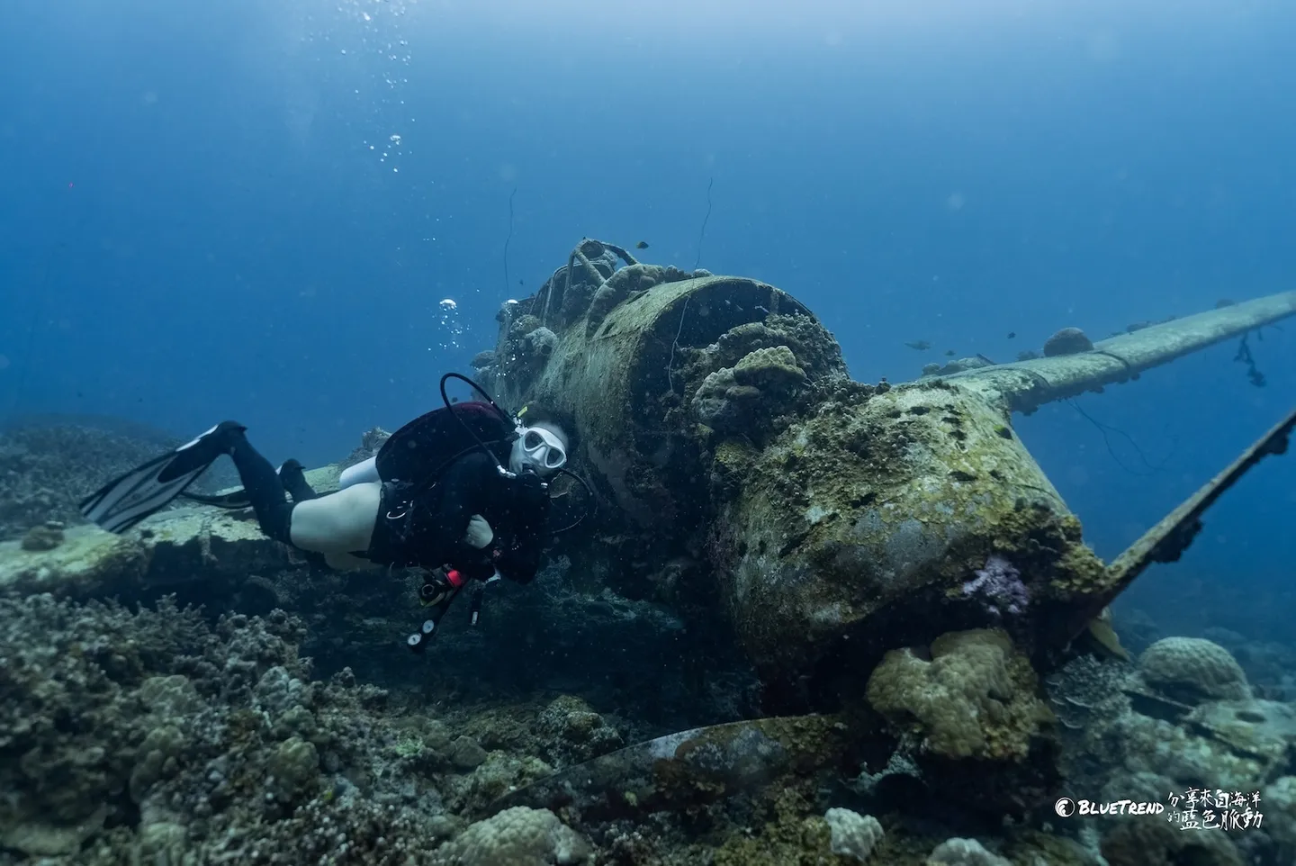 [Palau] Who Says Diving in Palau Is Hard? 3 Beginner-Friendly Dive Sites: Jake Seaplane, Iro, and Chandelier Cave
