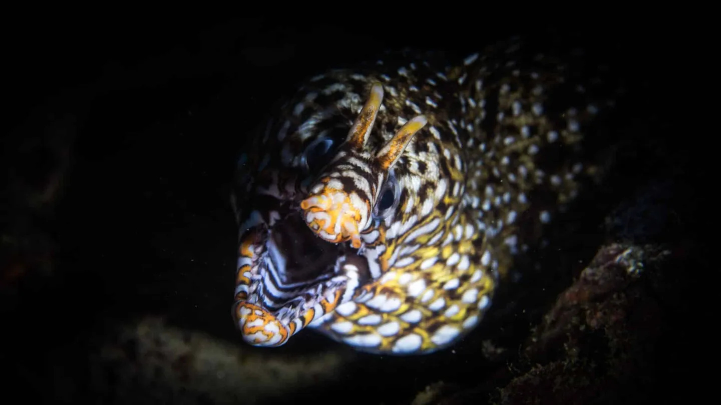 生物分類法 - 第 8 類：魚類