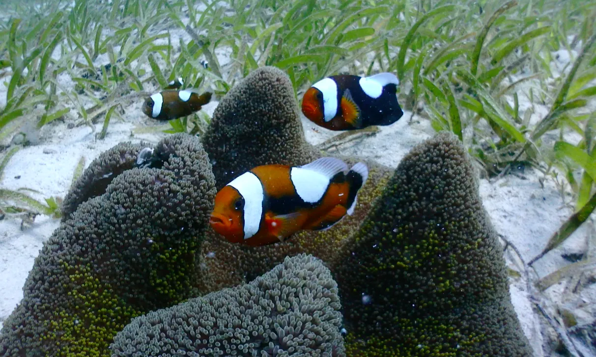 A Heartwarming "Saddleback Family" — Clownfish by DiverOlive