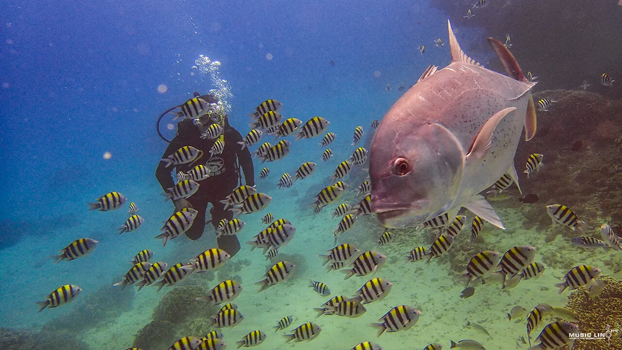 Three Must-See Highlights of Kenting Diving: Giant Trevally, Flame Scallop, and Endless Barracuda Tornadoes