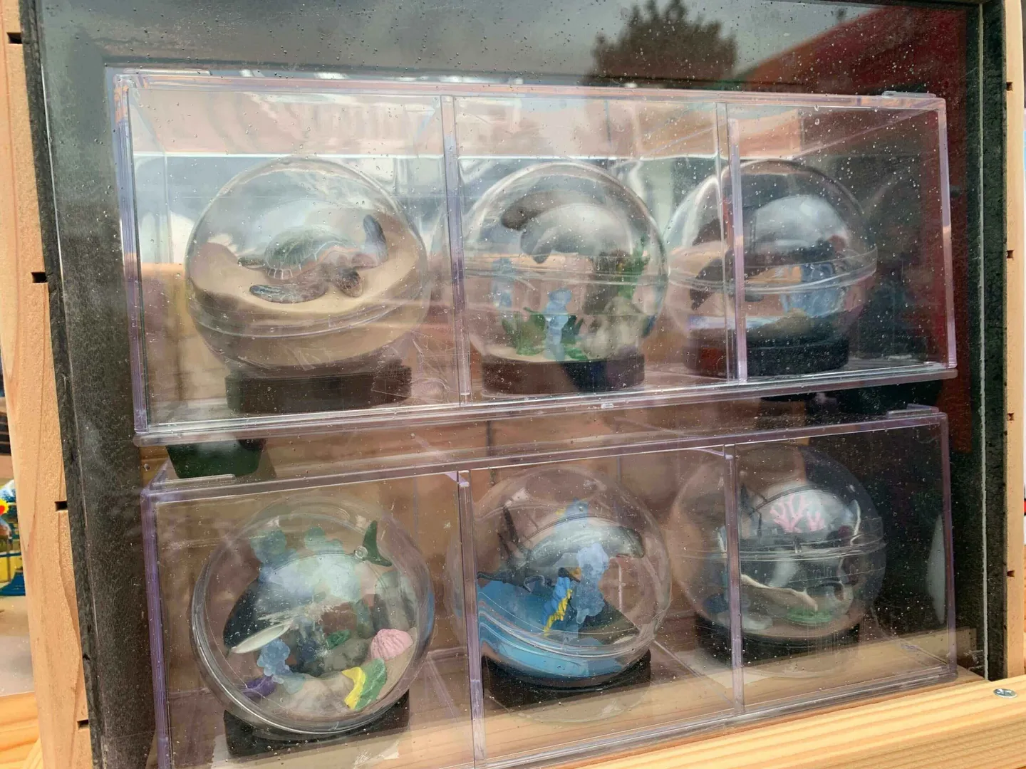 Six styles of gashapon in transparent capsules outside Churaumi Aquarium