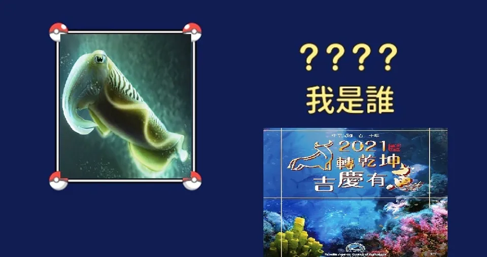 漁業署月曆指稱為“軟絲”?