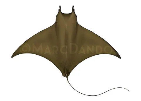 鐮狀鰭蝠鱝 Mobula tarapacana 背面辨識圖，橄欖綠背部帶中線隆脊