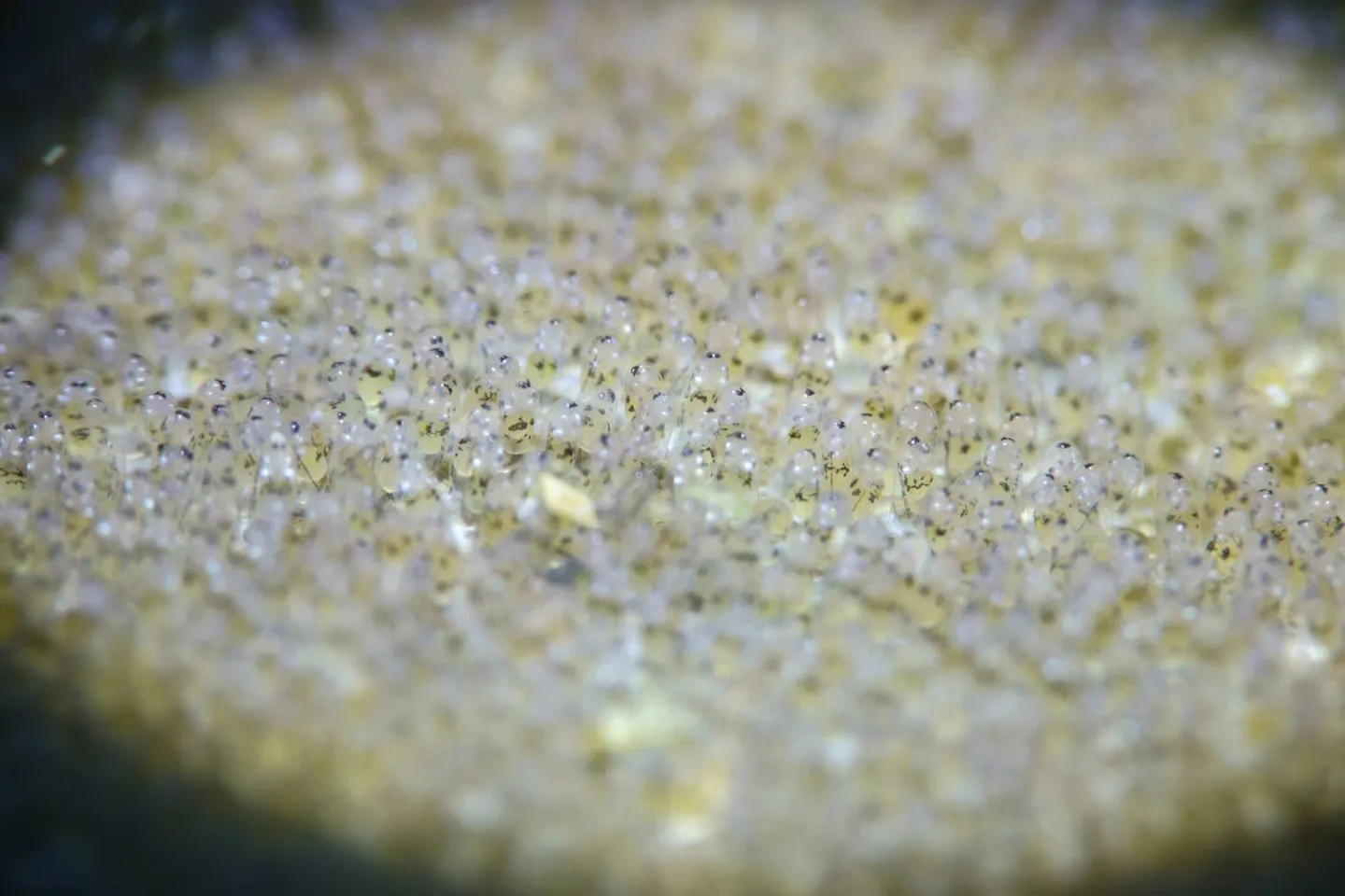 Sony RX100-M6