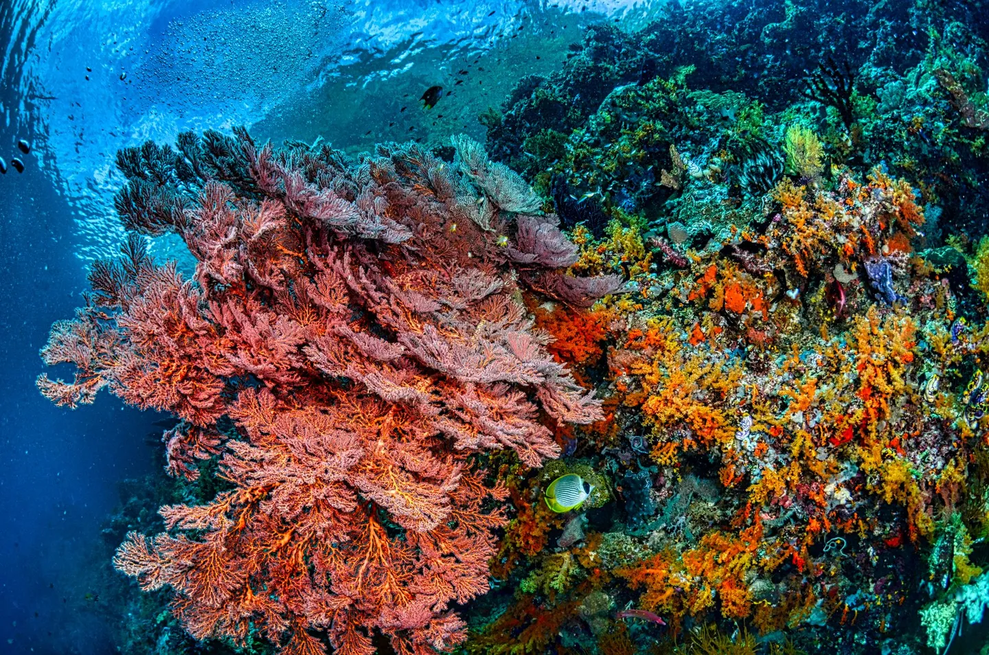 健康的珊瑚礁提供魚類與底棲生物棲息的立體結構,一旦遭拖網破壞,往往需要數十年才可能局部恢復。(攝影:Tom Fisk/Pexels)